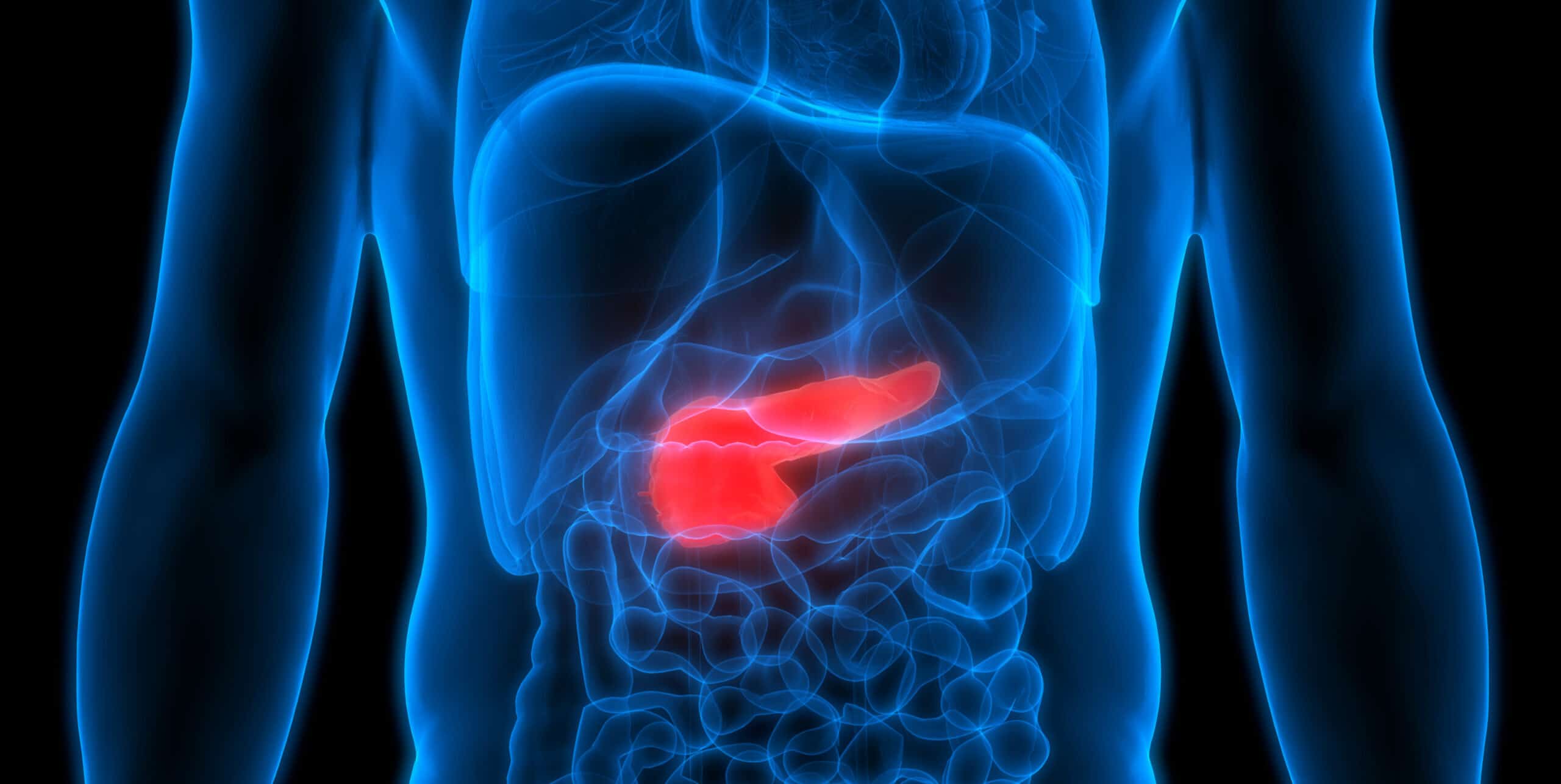 Human body with pancreas illuminated